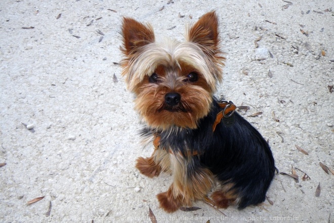 Photo de Yorkshire terrier