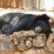 Photo d'Ours