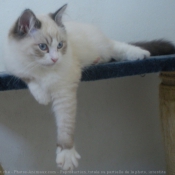 Photo de Ragdoll