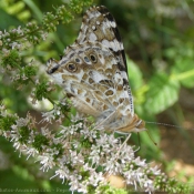 Photo de Papillon