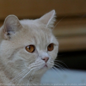 Photo de British shorthair