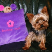 Photo de Yorkshire terrier