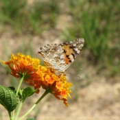 Photo de Papillon - belle-dame