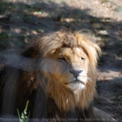 Photo de Lion