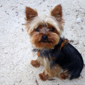 Photo de Yorkshire terrier