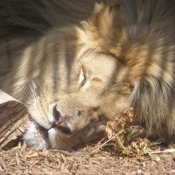 Photo de Lion