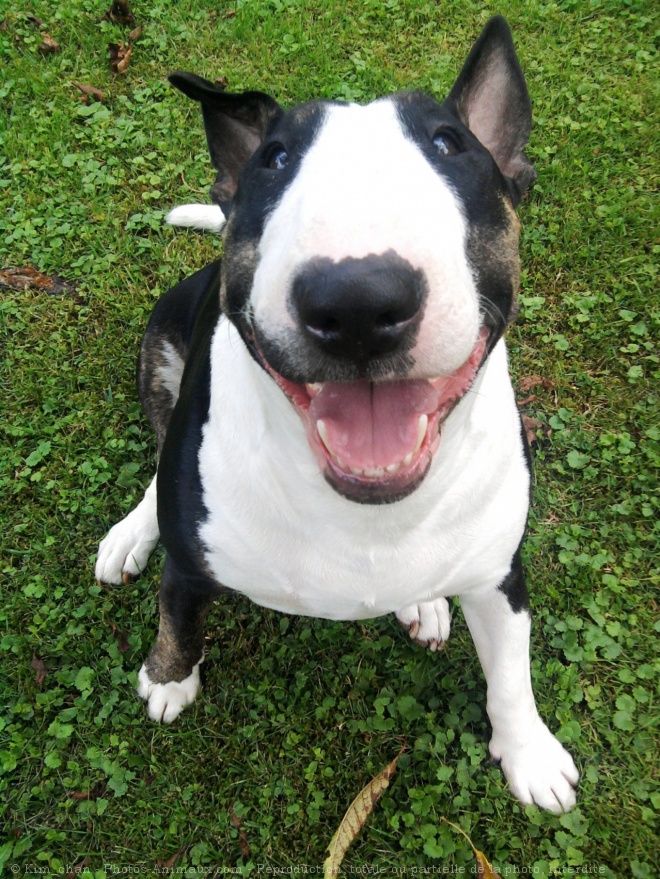 Photo de Bull terrier