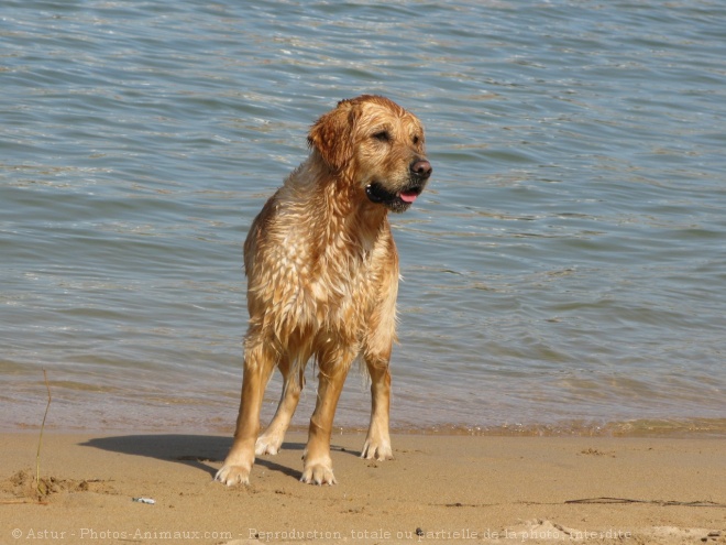 Photo de Golden retriever