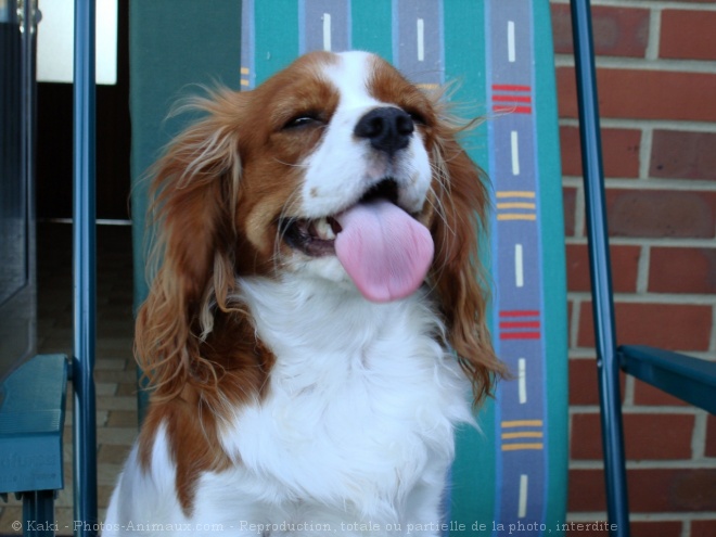 Photo de Cavalier king charles spaniel