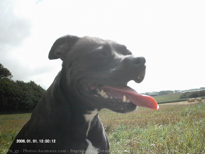 Photo d'American staffordshire terrier