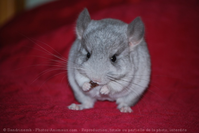 Photo de Chinchilla