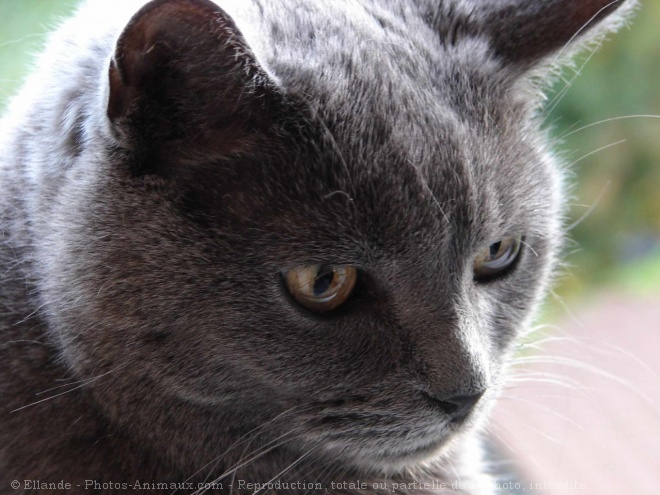 Photo de Chartreux