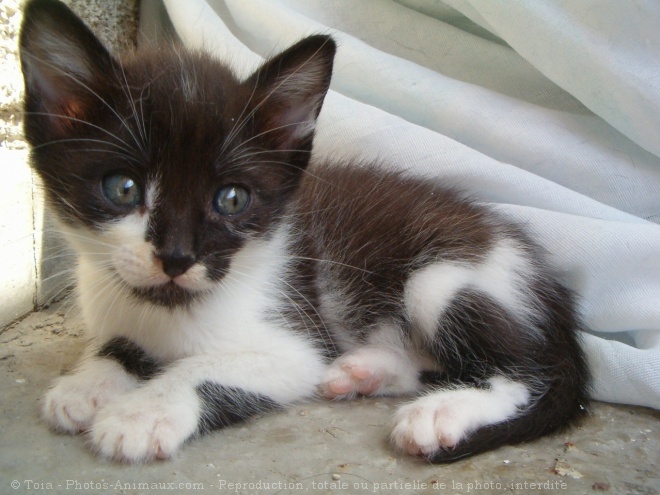 Photo de Chat domestique