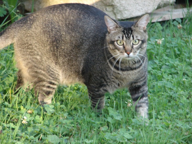 Photo de Chat domestique