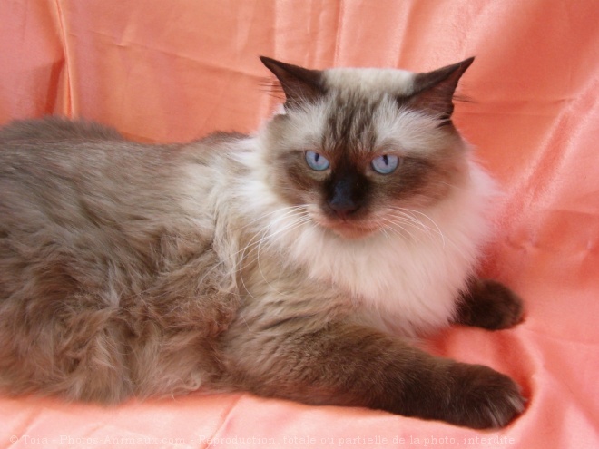 Photo de Sacr de birmanie