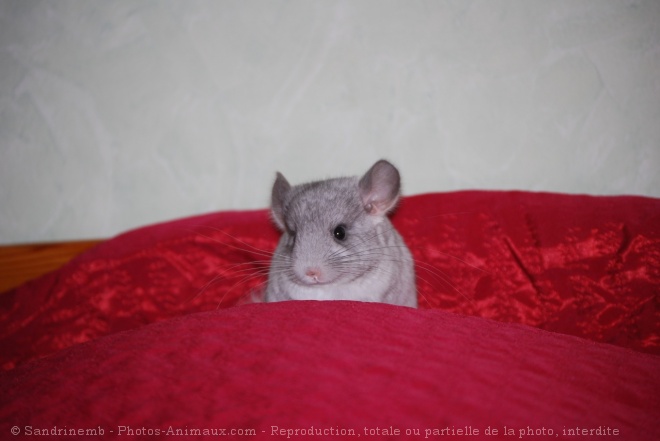 Photo de Chinchilla