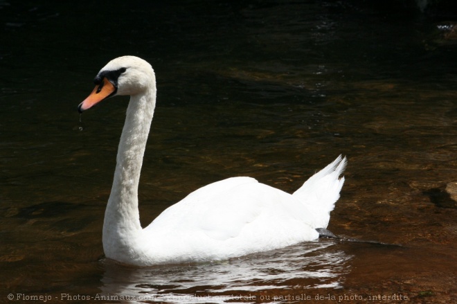 Photo de Cygne