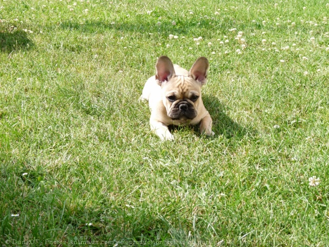 Photo de Bouledogue franais