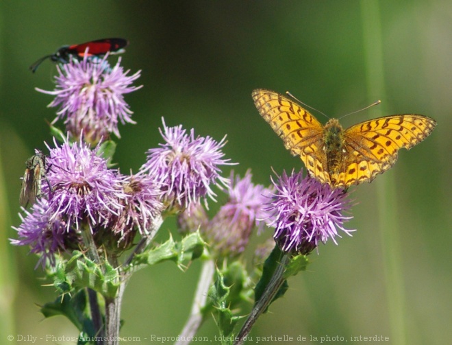 Photo de Papillon