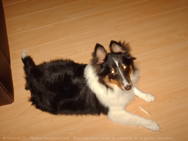 Photo de Chien de berger des shetland