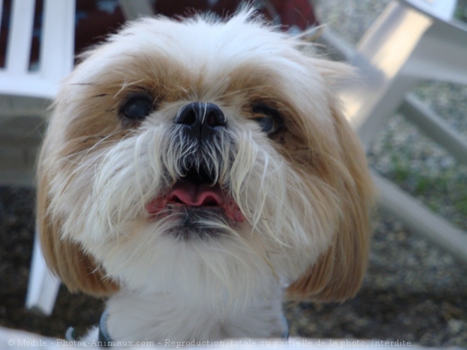 Photo de Shih tzu