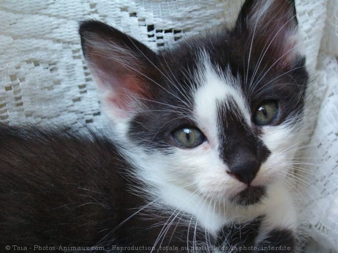 Photo de Chat domestique