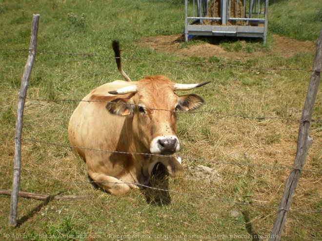 Photo de Vache - aubrac