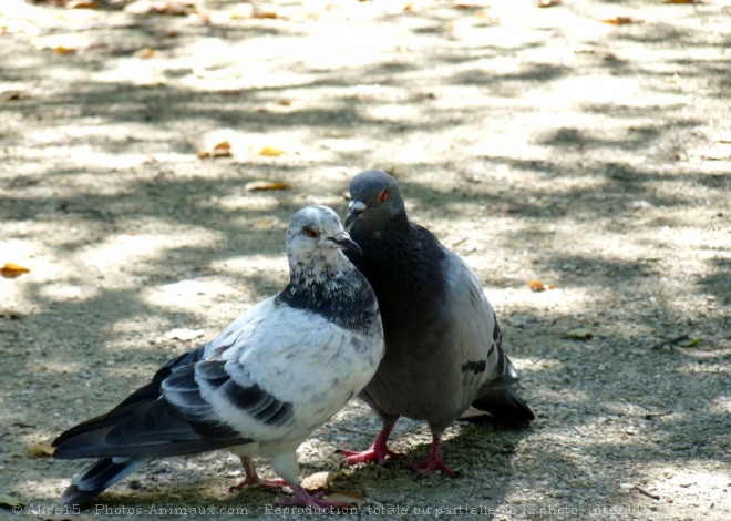 Photo de Pigeon