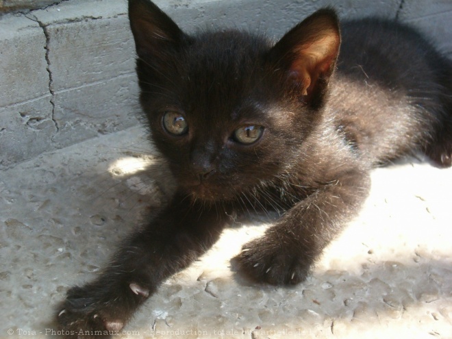 Photo de Chat domestique