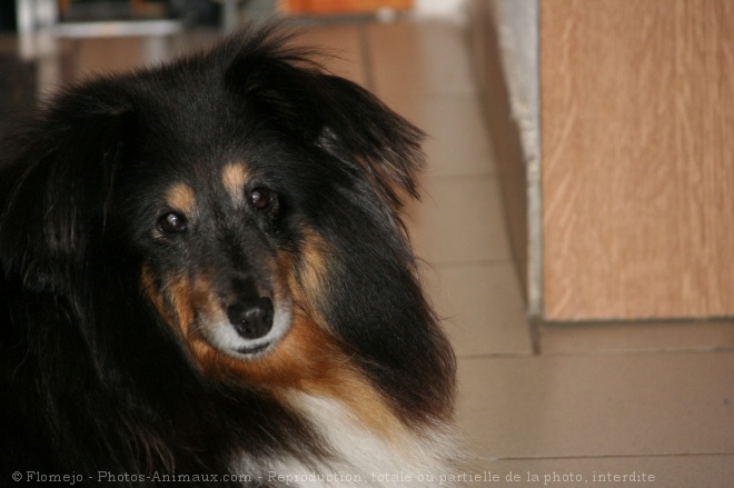 Photo de Chien de berger des shetland