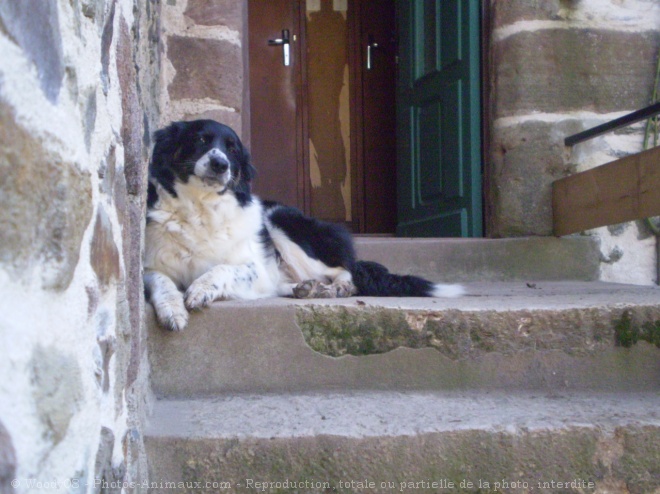 Photo de Border collie