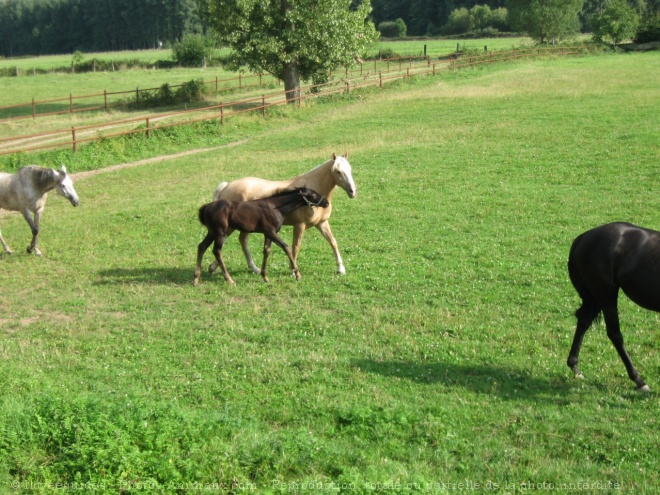 Photo de Races diffrentes