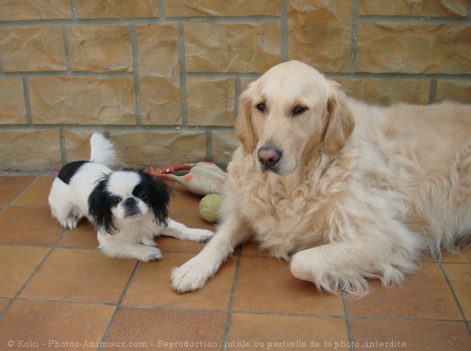 Photo de Races diffrentes