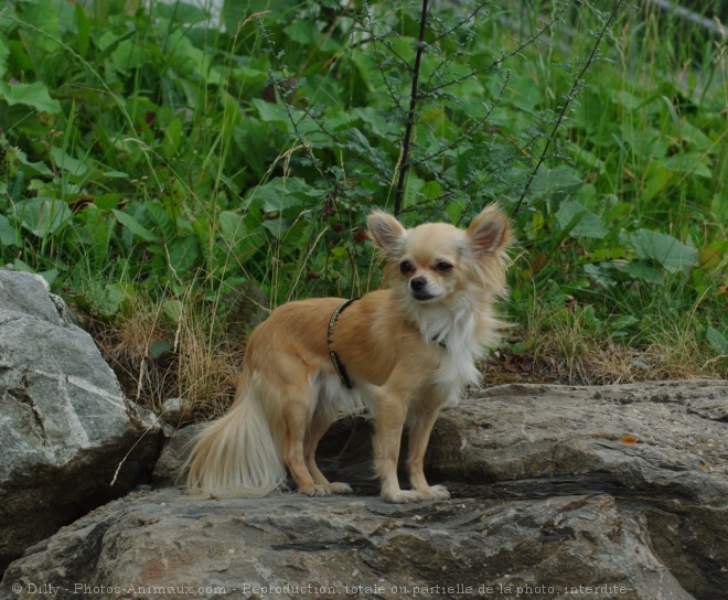 Photo de Chihuahua  poil long