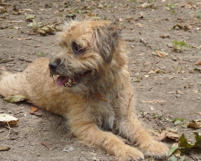 Photo de Border terrier