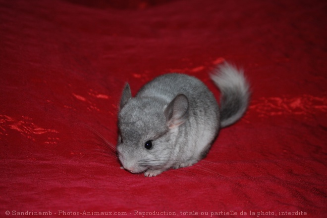 Photo de Chinchilla