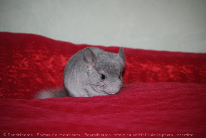 Photo de Chinchilla