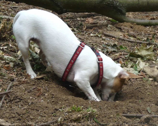 Photo de Jack russell terrier