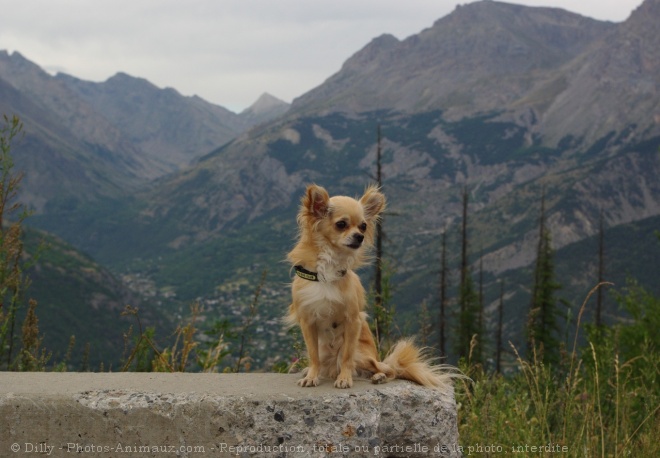 Photo de Chihuahua  poil long