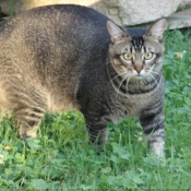 Photo de Chat domestique