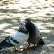 Photo de Pigeon