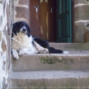 Photo de Border collie