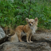 Photo de Chihuahua  poil long