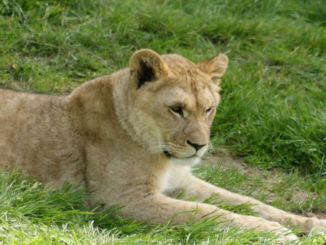 Photo de Lion