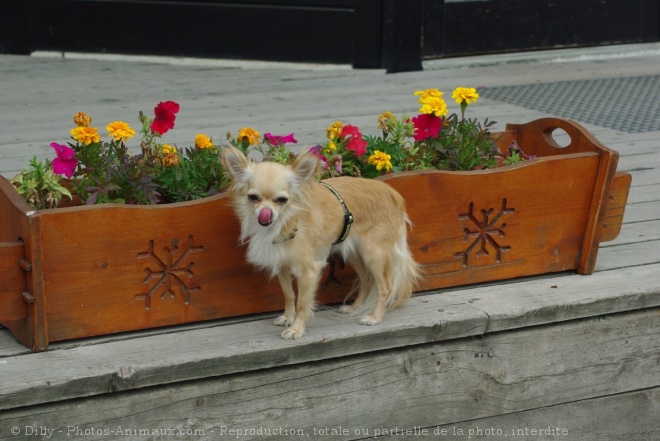 Photo de Chihuahua  poil long