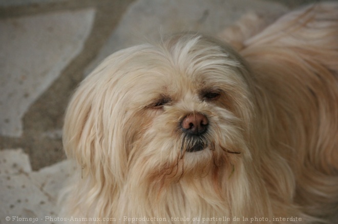 Photo de Lhassa apso