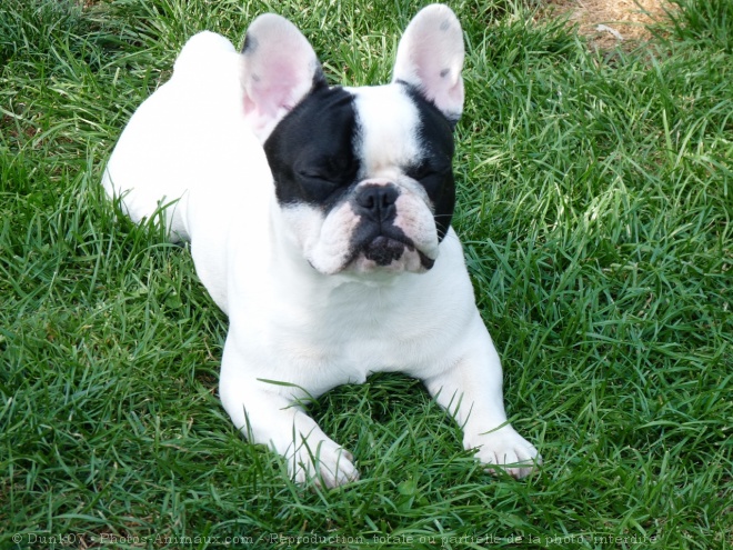 Photo de Bouledogue franais