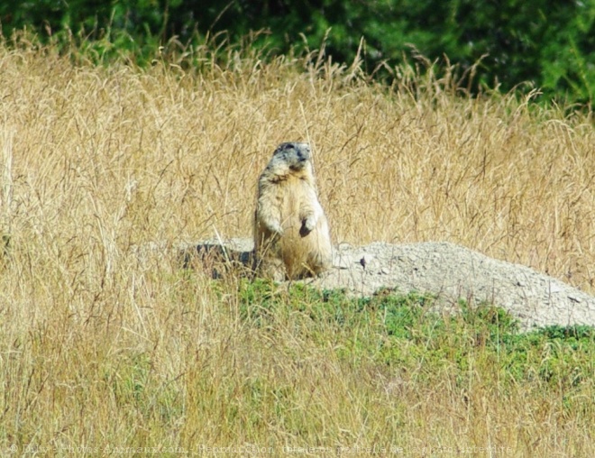 Photo de Marmotte