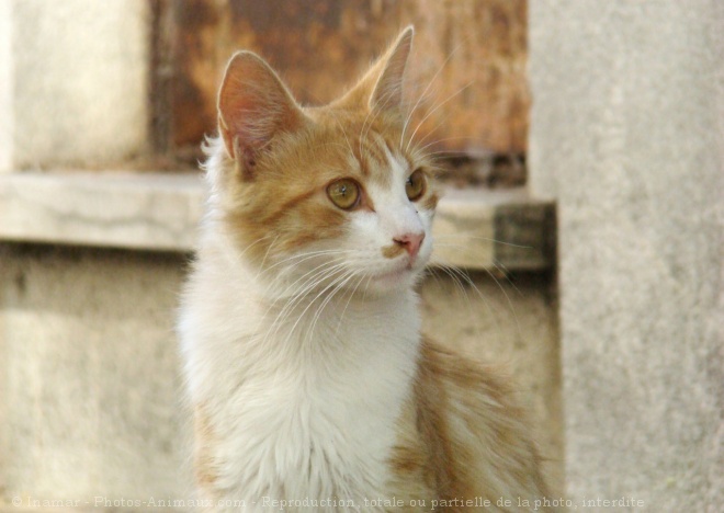 Photo de Chat domestique