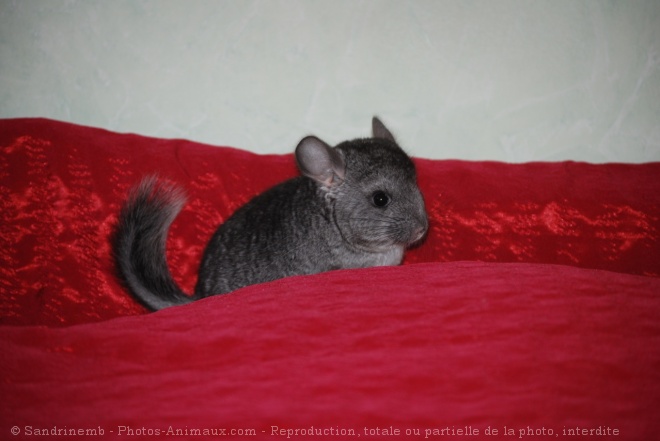 Photo de Chinchilla